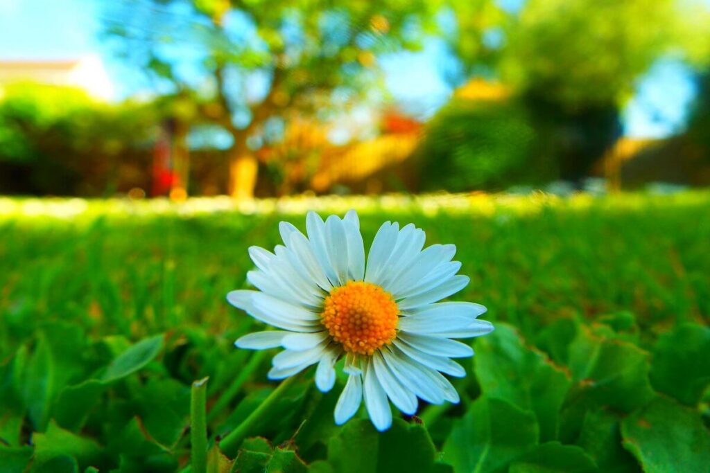 Is Chamomile Effective For Enlarged Prostate